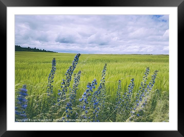 Wind blown Vipers Bugloss Echium vulgare growing w Framed Mounted Print by Liam Grant