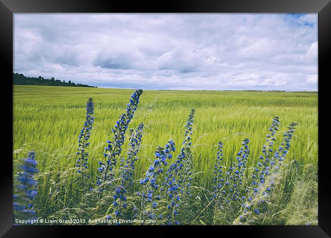 Wind blown Vipers Bugloss Echium vulgare growing w Framed Print by Liam Grant