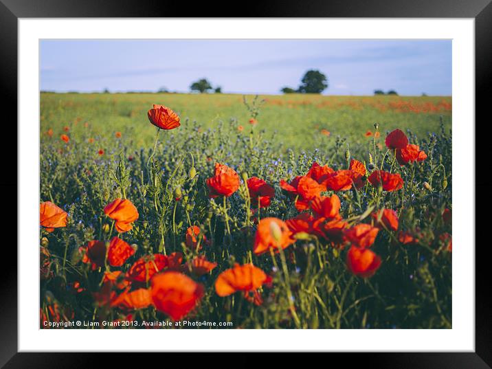 Poppies growing wild in a field of rapeseed. Framed Mounted Print by Liam Grant