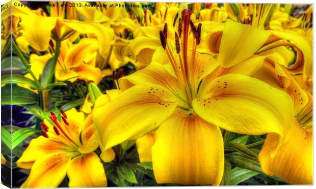 Lilies Canvas Print by Thanet Photos