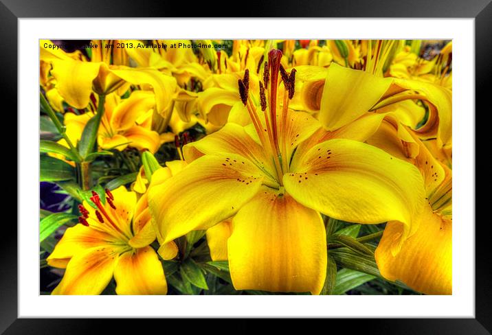 Lilies Framed Mounted Print by Thanet Photos