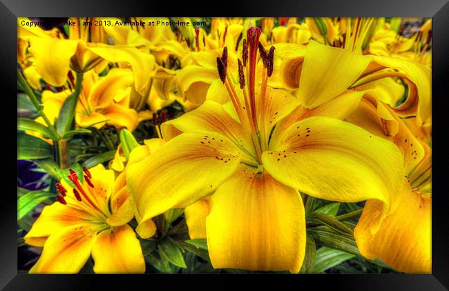 Lilies Framed Print by Thanet Photos