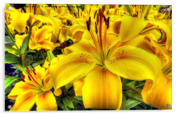 Lilies Acrylic by Thanet Photos