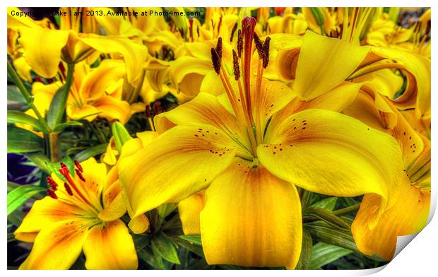 Lilies Print by Thanet Photos