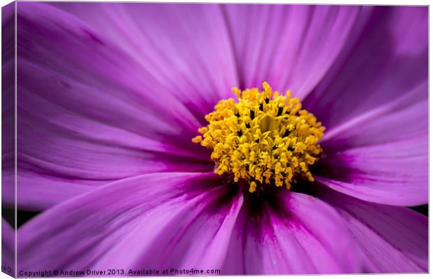 Purple Cosmos Canvas Print by Andrew Driver