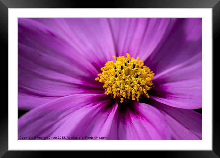 Purple Cosmos Framed Mounted Print by Andrew Driver