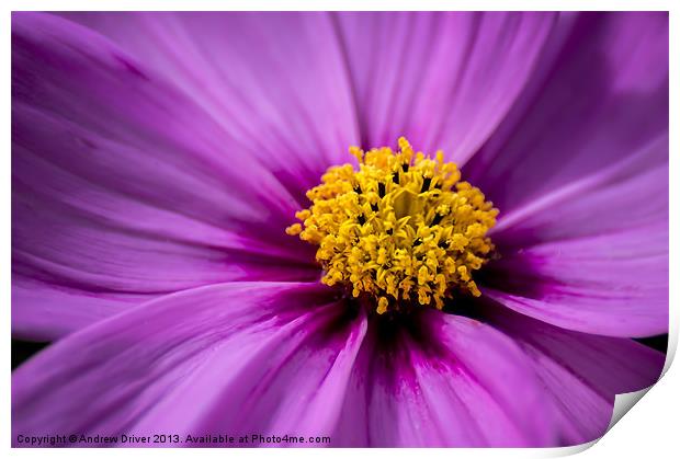 Purple Cosmos Print by Andrew Driver