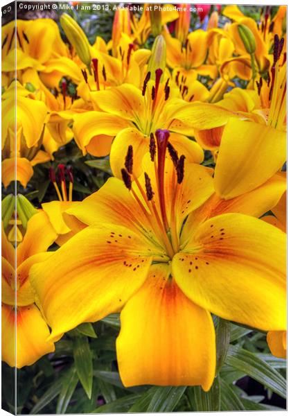 Yellow and Orange Lilies Canvas Print by Thanet Photos