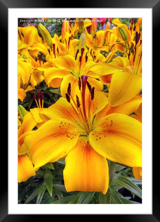 Yellow and Orange Lilies Framed Mounted Print by Thanet Photos