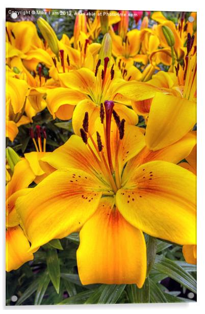 Yellow and Orange Lilies Acrylic by Thanet Photos