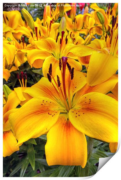 Yellow and Orange Lilies Print by Thanet Photos