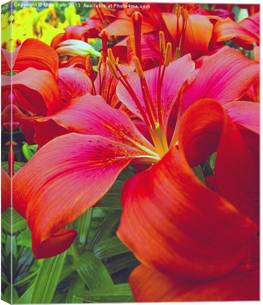 Beautiful red Lilies Canvas Print by Thanet Photos