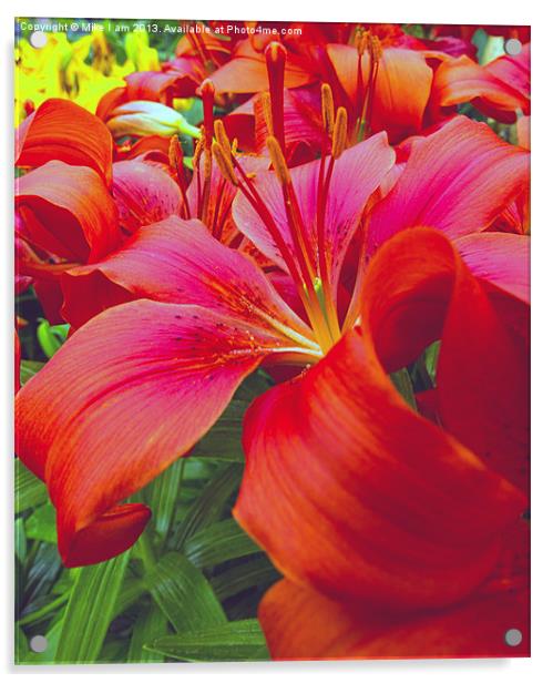 Beautiful red Lilies Acrylic by Thanet Photos