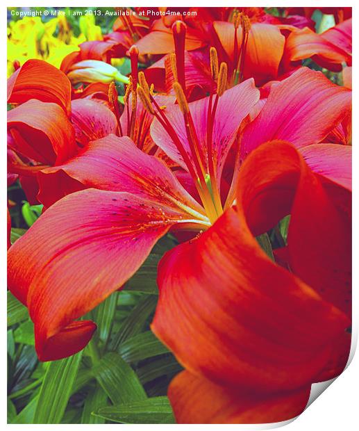 Beautiful red Lilies Print by Thanet Photos