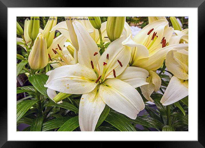 White Lilies Framed Mounted Print by Thanet Photos