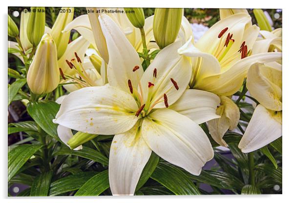 White Lilies Acrylic by Thanet Photos