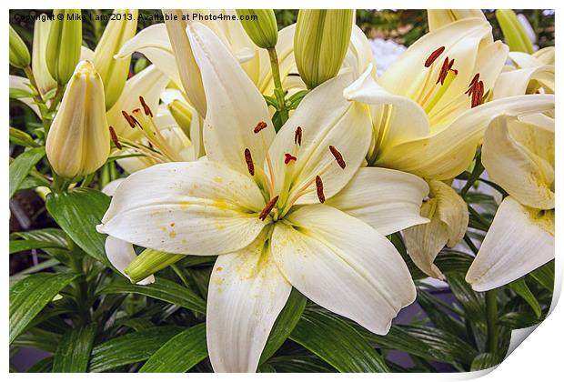 White Lilies Print by Thanet Photos