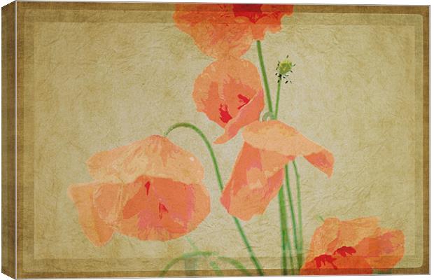Poppy II Canvas Print by Nadeesha Jayamanne