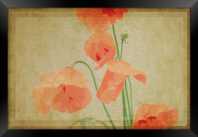 Poppy II Framed Print by Nadeesha Jayamanne