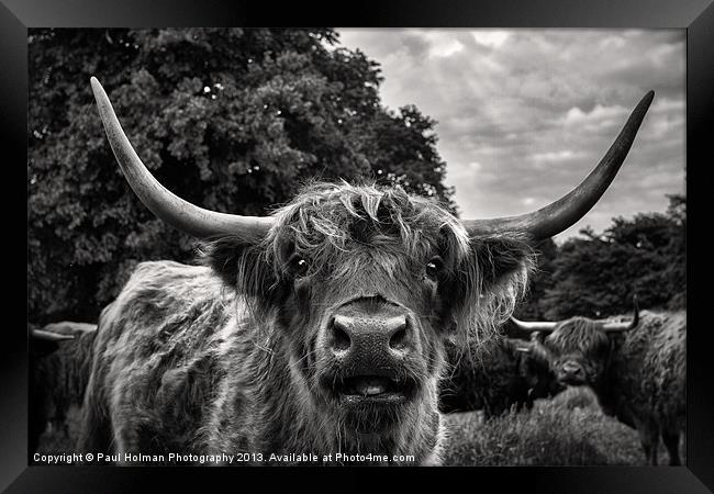 Highland Hairy Beastie Framed Print by Paul Holman Photography