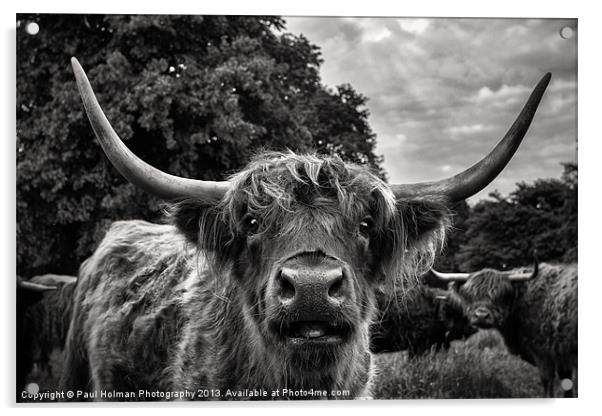 Highland Hairy Beastie Acrylic by Paul Holman Photography