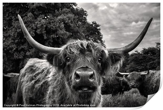Highland Hairy Beastie Print by Paul Holman Photography