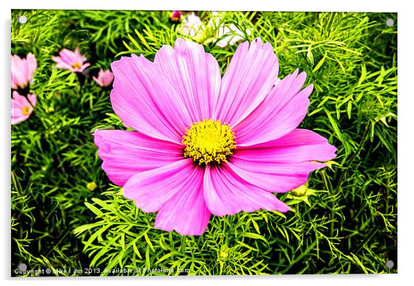 Cosmos Acrylic by Thanet Photos