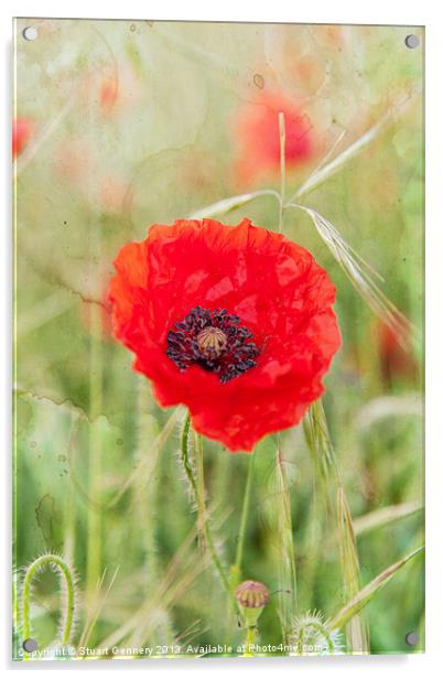 Poppy Acrylic by Stuart Gennery