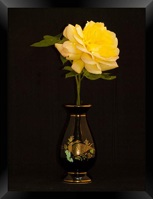 Rose And Vase Framed Print by Clive Eariss