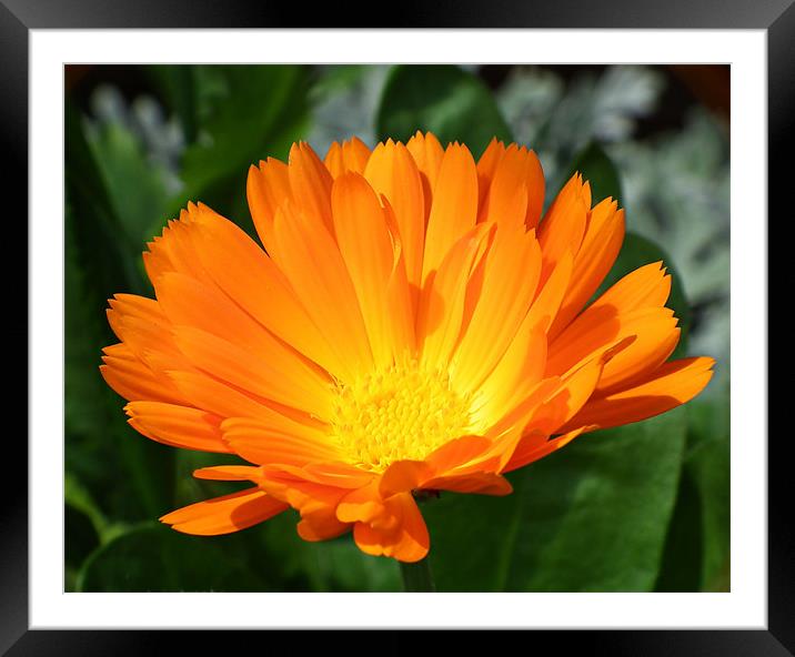 Orange Delight Framed Mounted Print by michelle whitebrook