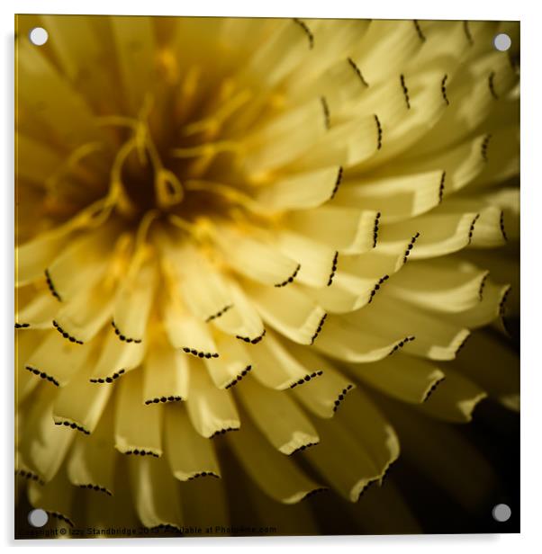 Yellow wild flower Acrylic by Izzy Standbridge