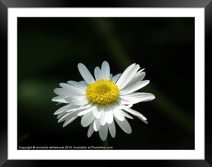 Daisy Daisy Framed Mounted Print by michelle whitebrook