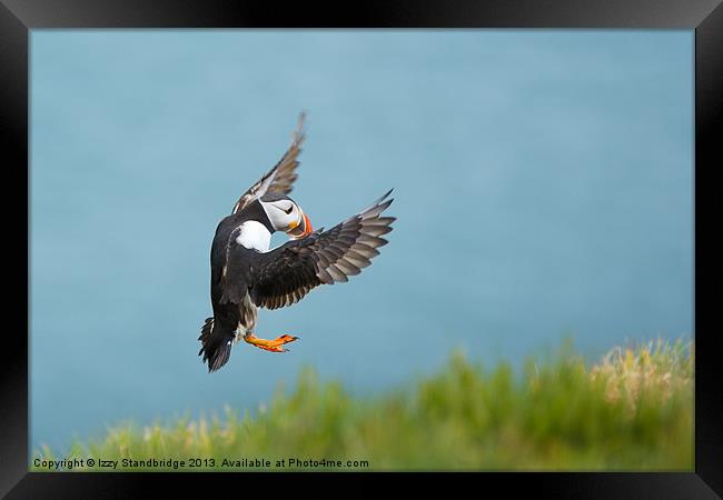 Puffin coming in to land Framed Print by Izzy Standbridge