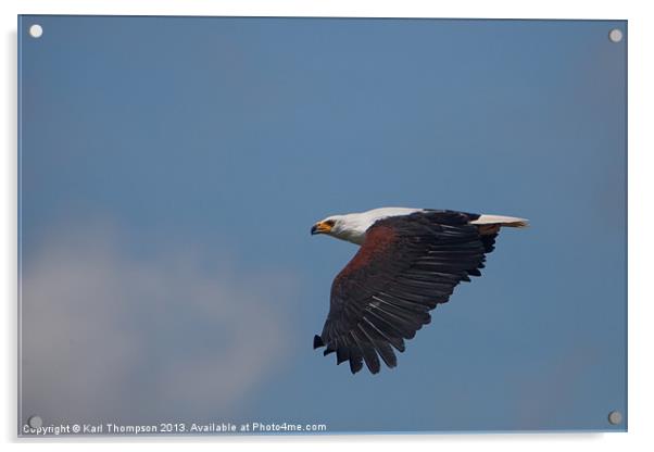 Majestic African Fish Eagle Acrylic by Karl Thompson