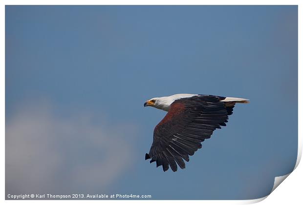 Majestic African Fish Eagle Print by Karl Thompson