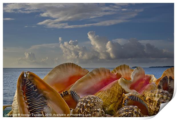 Shells Print by George Davidson