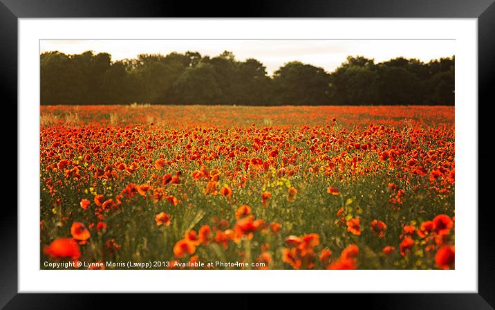 Poppy Fields Framed Mounted Print by Lynne Morris (Lswpp)