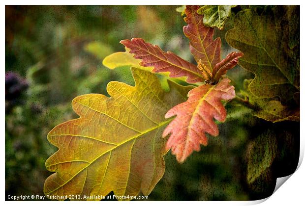 New Oak Leaves Print by Ray Pritchard