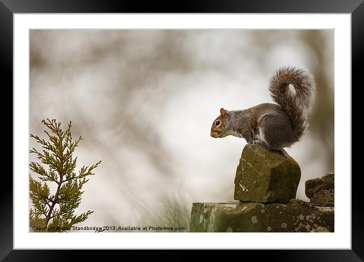 Grey squirrel poised Framed Mounted Print by Izzy Standbridge