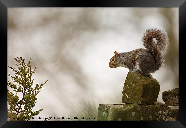 Grey squirrel poised Framed Print by Izzy Standbridge