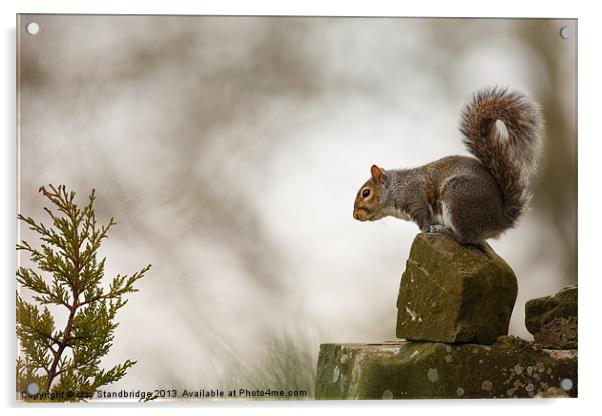Grey squirrel poised Acrylic by Izzy Standbridge