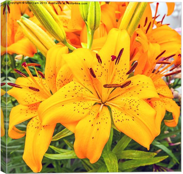 Beautiful Orange lilies Canvas Print by Thanet Photos