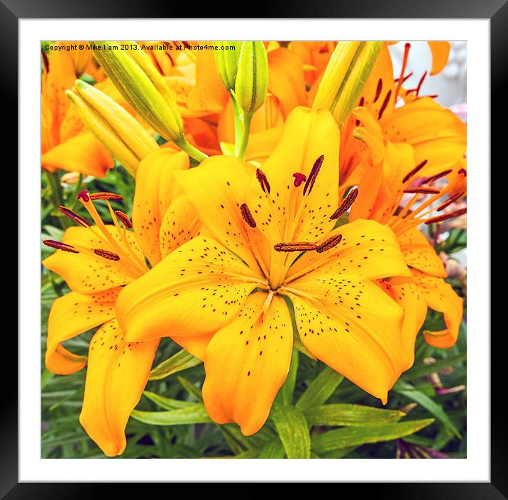 Beautiful Orange lilies Framed Mounted Print by Thanet Photos