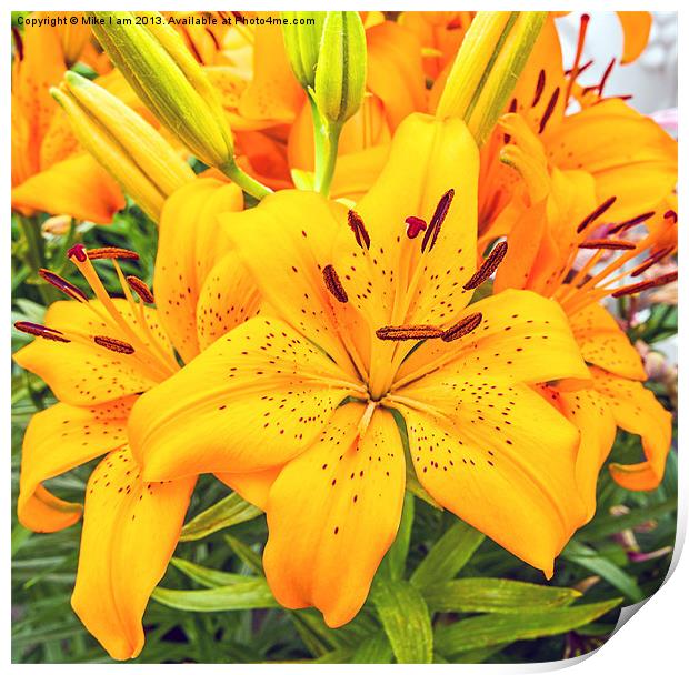 Beautiful Orange lilies Print by Thanet Photos