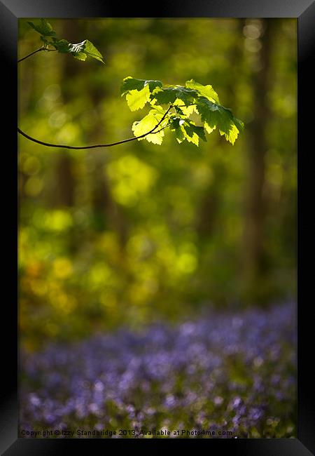 Bluebell haze Framed Print by Izzy Standbridge