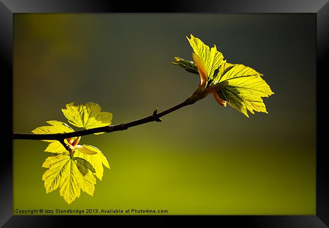 Spring leaves Framed Print by Izzy Standbridge