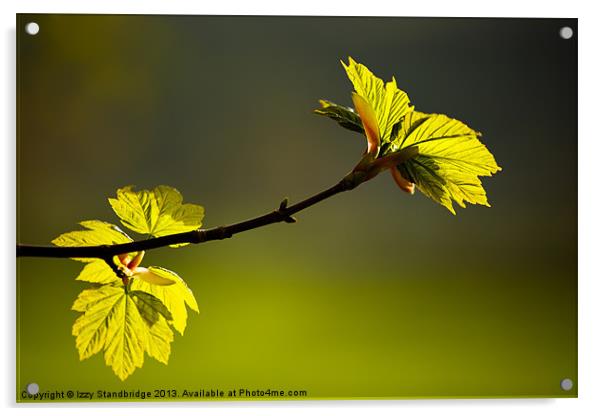 Spring leaves Acrylic by Izzy Standbridge