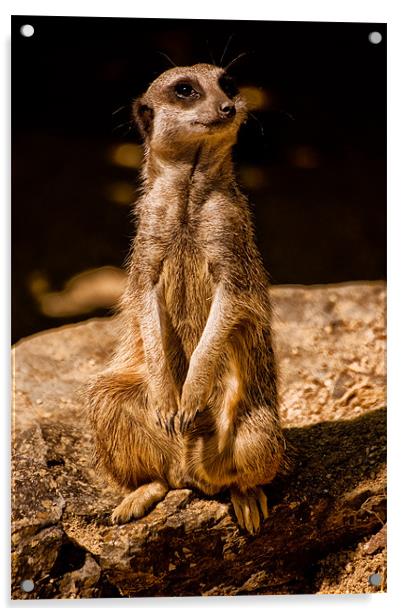 Meerkat or Suricate (Suricata suricatta) Acrylic by Jay Lethbridge