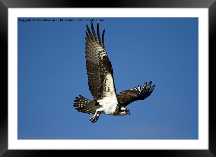 Take Flight Framed Mounted Print by Mike Dawson