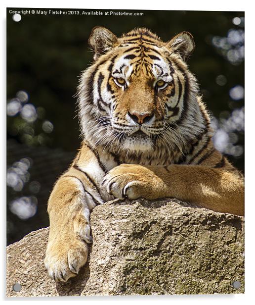 Tiger Acrylic by Mary Fletcher